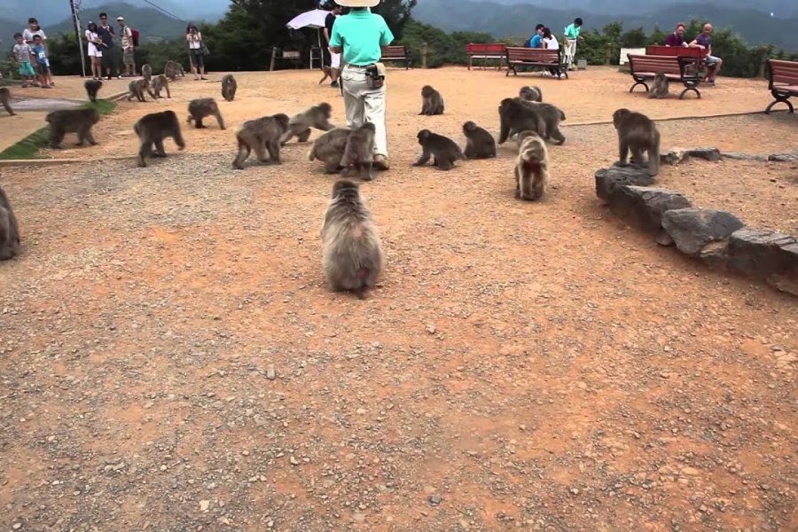 Parque de Macacos de Iwatayama
