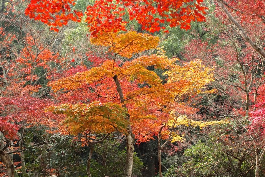Parque Momijidani no Outono