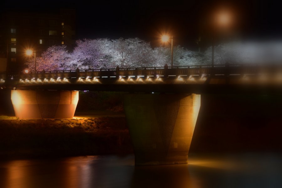Iluminação das Sakura do Rio Asuwa