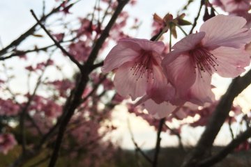 Evento de Fotografia de Sakura da JapanTravel