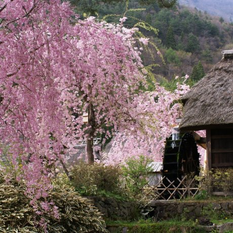 Sakura em Iyashi no Sato Nenba Sakura em Iyashi no Sato Nenba