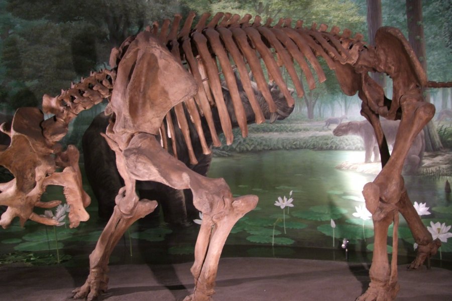 Museu dos Dinossauros, Fukui
