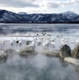 Thumbnail for Whooper swans at a open-air hotspring beside Lake Kussharo