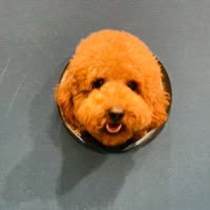 Bei Xue profile photo