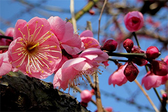 Plum Blossoms in Rural Odawara