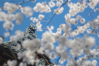 Cherry Blossoms at Zojoji Temple